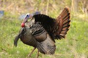 Wild Turkey, Creekside Park, 8 May 2014 (14145843695).jpg