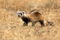 Wild steppe polecat.jpg