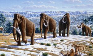 Woolly mammoth cropped.jpg