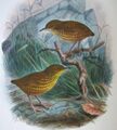 Стефенский кустарниковый крапивник из A History of the Birds of New Zealand, 1888