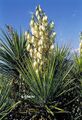 Yucca baccata var. brevifolia