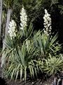 Yucca gloriosa var. recurvifolia