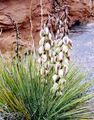 Yucca harrimaniae