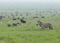 Зебры и антилопы гну во время миграции